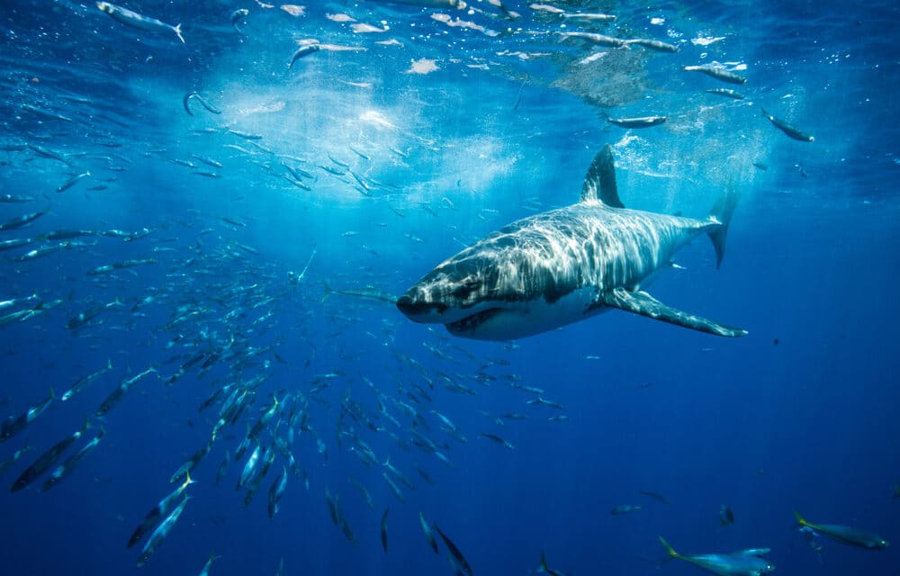 Shark ‘advocates’ demand rebranding shark attacks as ‘shark interactions’ because it brands them as “cold-blooded killers”
