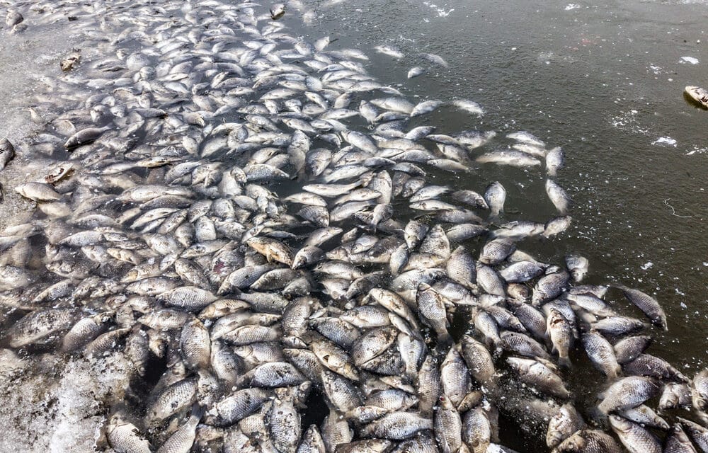 Thousands of fish have been left dead by toxic red tide washing ashore Florida beaches