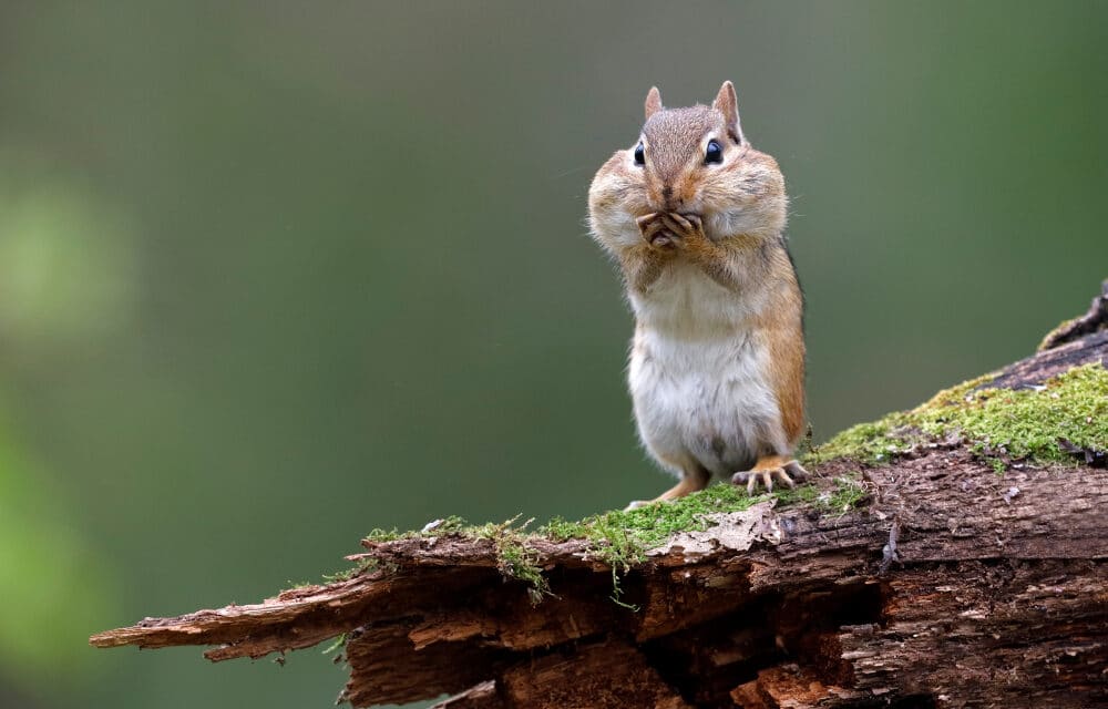 DEVELOPING: Plague infested Chipmunks prompt Lake Tahoe closures…