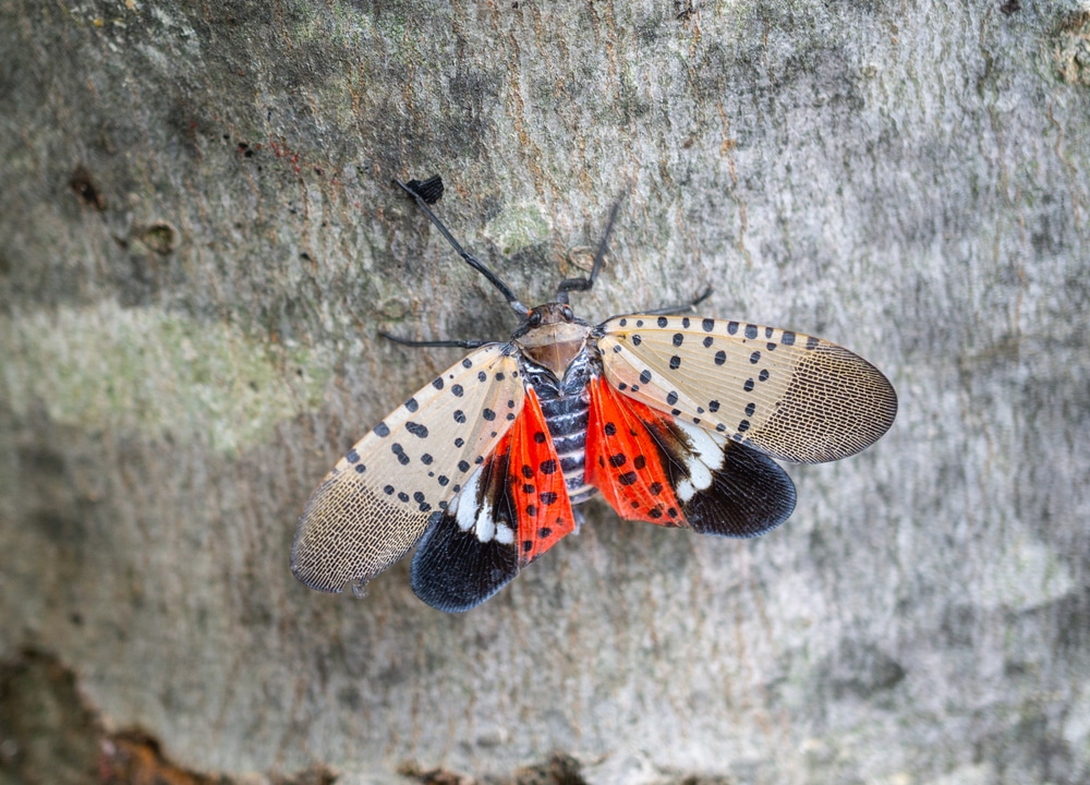 residents-in-the-northeast-being-urged-to-destroy-invasive-insect-that