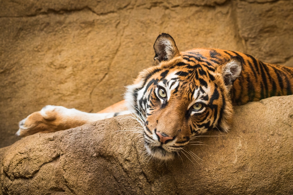 Even zoo animals are now being vaccinated for COVID