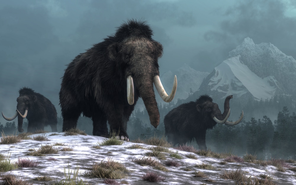 Lab-grown woolly mammoths could walk the Earth in six years