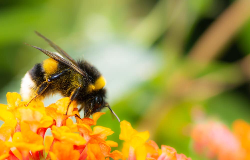 Bumblebees have disappeared across 8 states in the US, Experts warn they face extinction