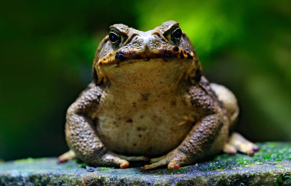 There is a growing number of people smoking TOAD VENOM for a ‘religious experience high’