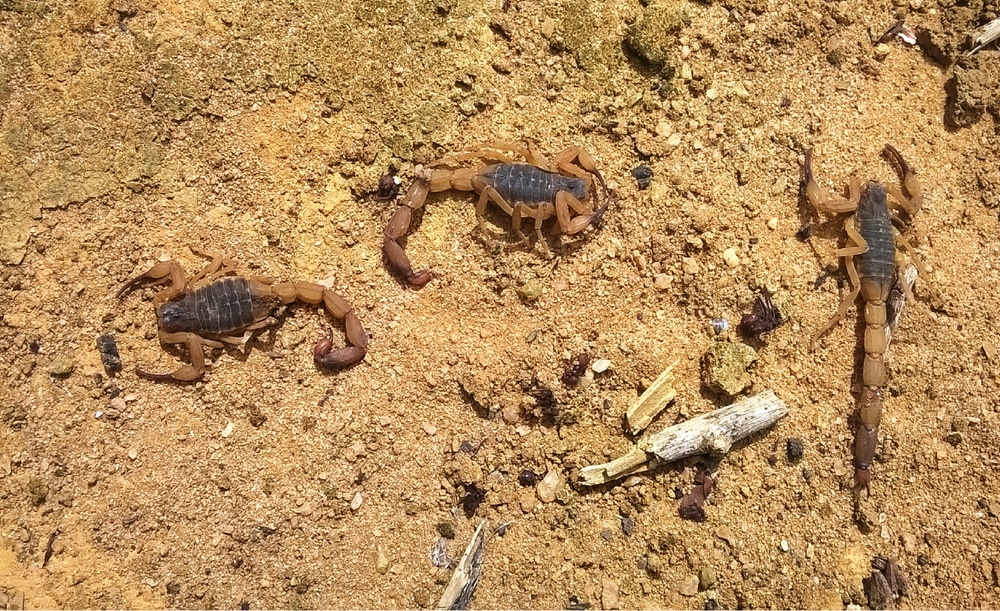 Apocalyptic storms unleash massive swarm of scorpions from their nests, stinging 450 people and killing 3 in Egypt