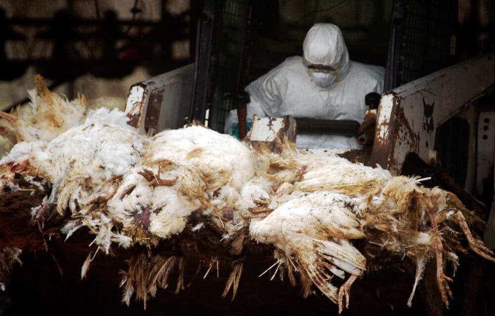 Top epidemiologist concerned that bird flu that has killed over 700k birds in Israel could jump to humans