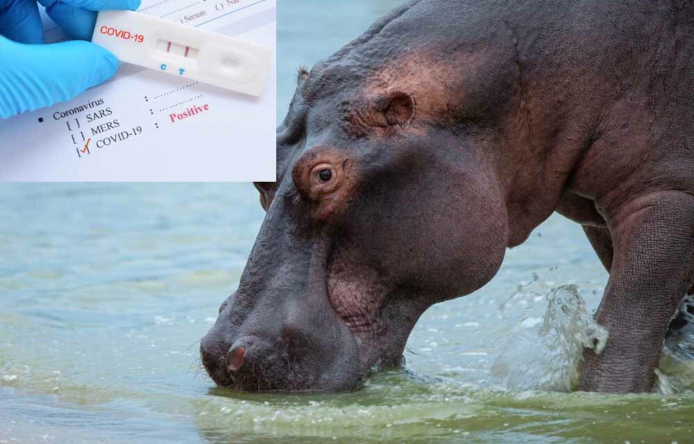 Belgian zoo hippos test positive for Covid, taken into quarantine