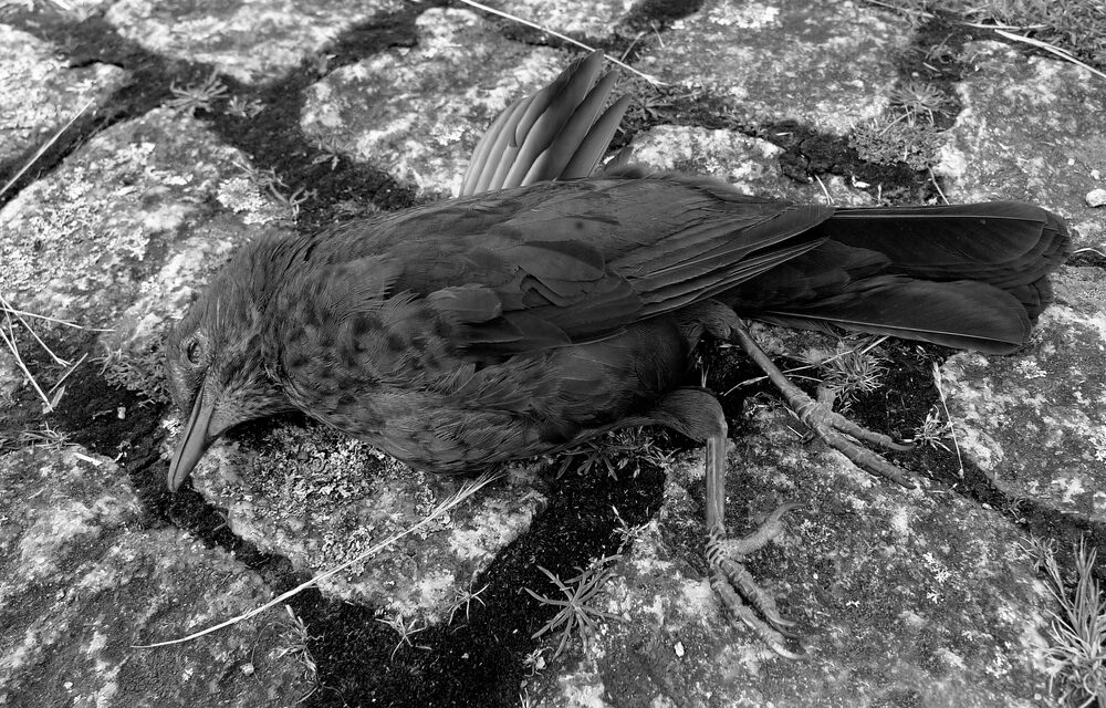 Hundreds of birds fall dead from the sky ‘like rain’ leaving locals stunned in Italy