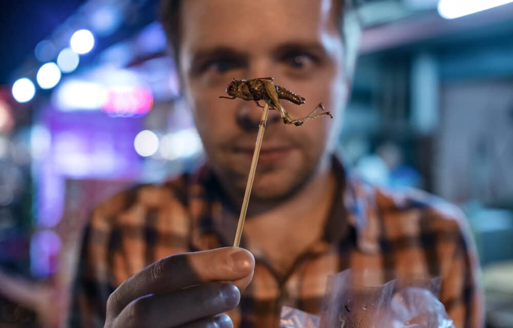 The EU has certified Crickets, Mealworms and Grasshoppers for human consumption amid soaring food prices