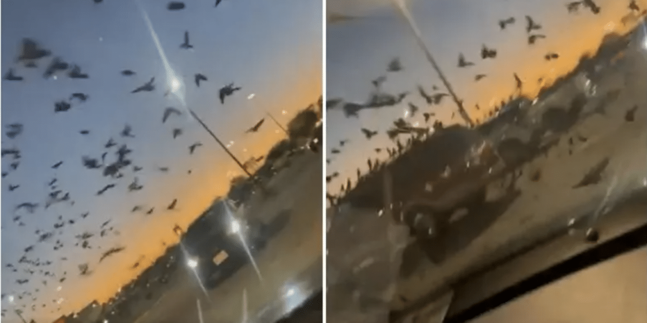 Thousands of birds descend on Walmart in Texas in what looks like an apocalyptic movie