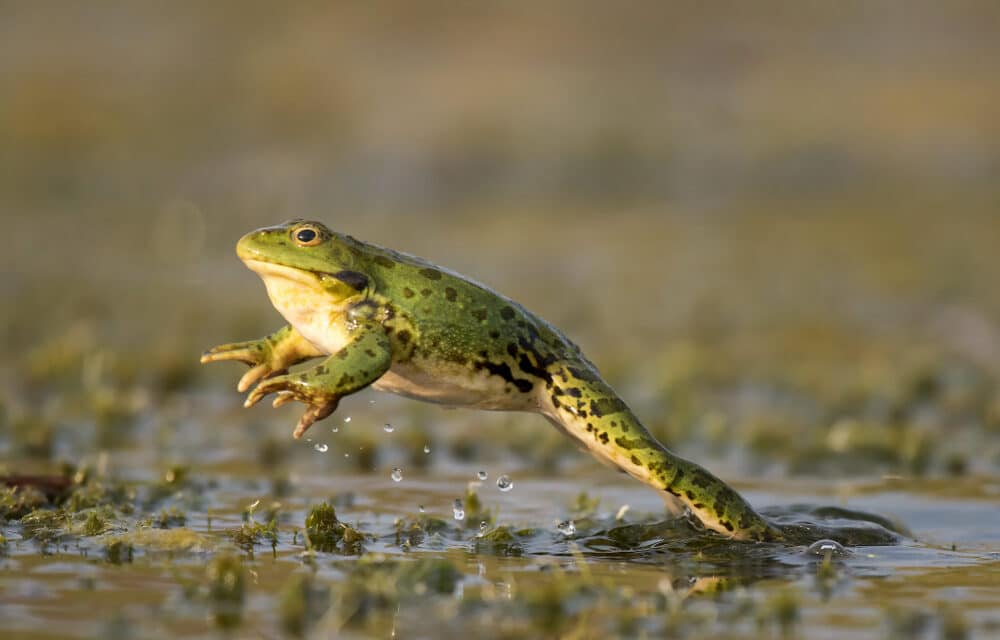 Frogs regrow missing limbs in lab study, Advancing the boundaries of regenerative medicine
