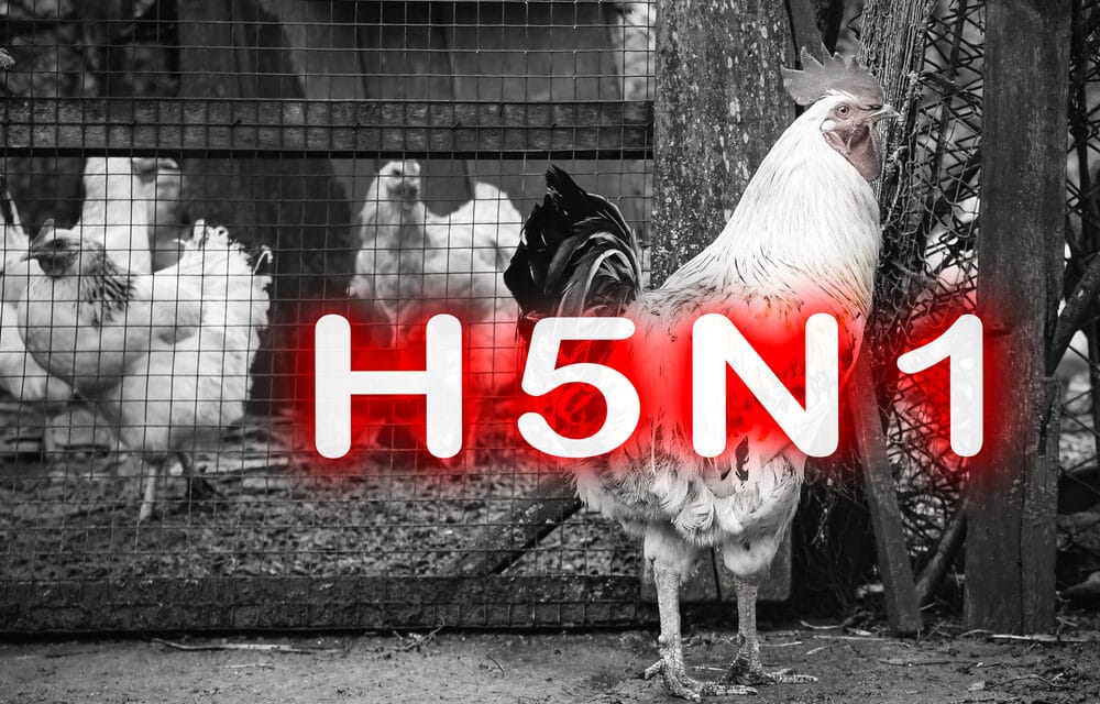 🚨 DEVELOPING: UK reports first HUMAN case of deadly bird flu strain in SW England, Thousands of animals may be culled as ‘biggest ever’ outbreak sweeps country