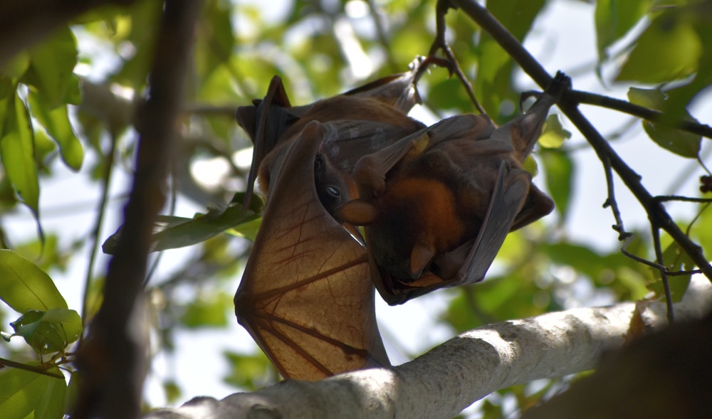 CDC Sounds The Alarm After Rabies Linked To Bats Kill 3 Americans In   Shutterstock 1900997797 