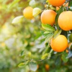 The Florida orange crop in 2022 will be the smallest since World War 2