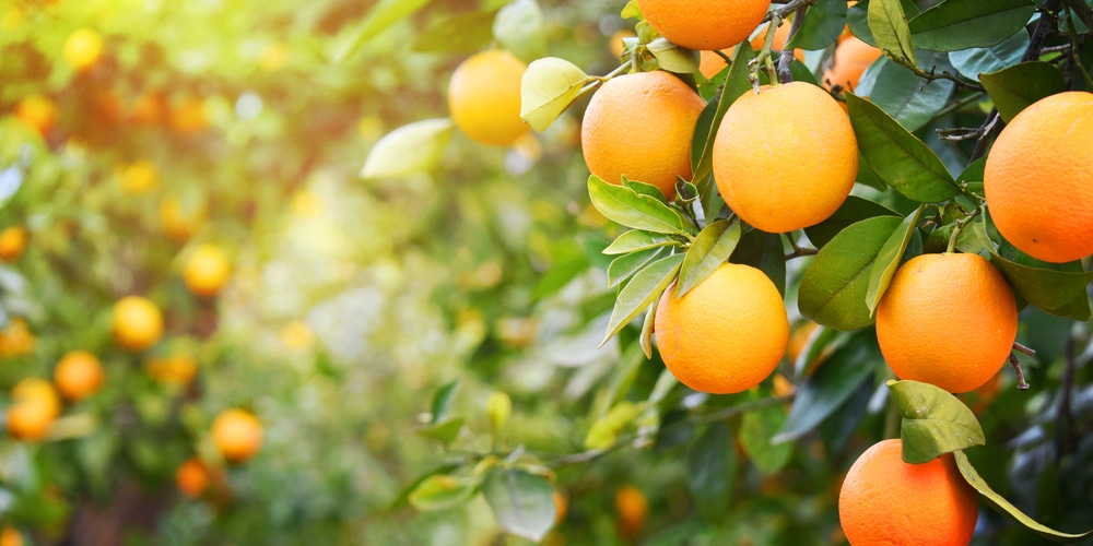 The Florida orange crop in 2022 will be the smallest since World War 2