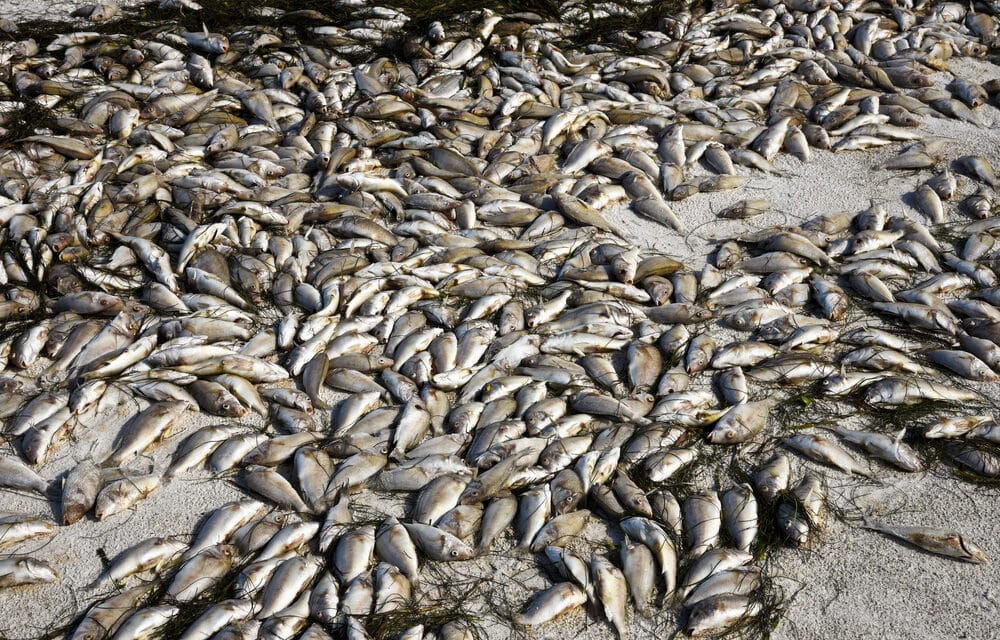 Dead fish are mysteriously appearing around the World, Is this a fulfillment of the Prophecy of Hosea?