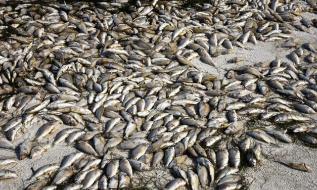 Dead fish are mysteriously appearing around the World, Is this a fulfillment of the Prophecy of Hosea?