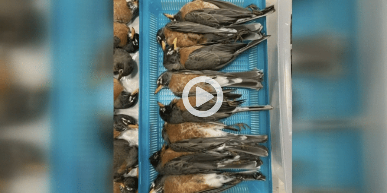 Over 50 birds fall dead from the sky at Radford University in Virginia