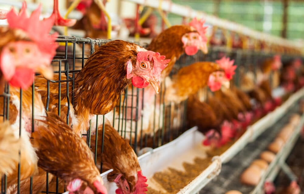 Highly lethal bird flu has now been detected in Delaware poultry
