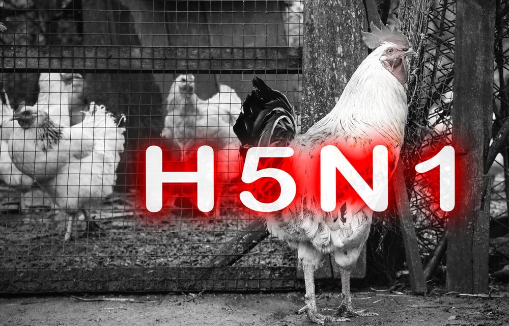 As H5N1 Bird Flu Spreads To More States, Many Are Wondering What Will Happen If People Start Getting Infected…