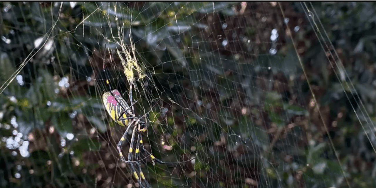A species of giant and invasive parachuting spiders is expected to blanket the east coast