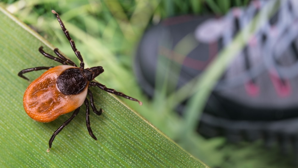 Lone Star Tick Linked To Heartland Virus Has Now Spread To 6 States