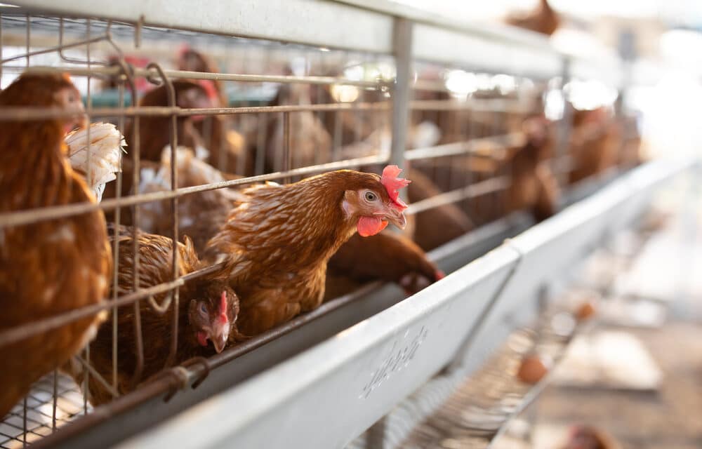 Over 14.6 million chickens and turkeys in the US have been wiped out from new bird flu