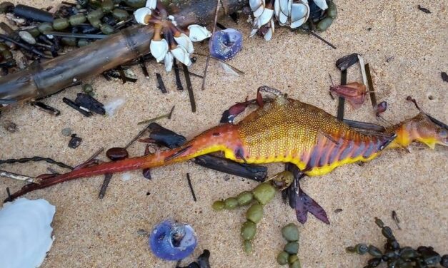 Bizarre creatures have washed ashore Australian beaches after ‘shocking’ record rainfall