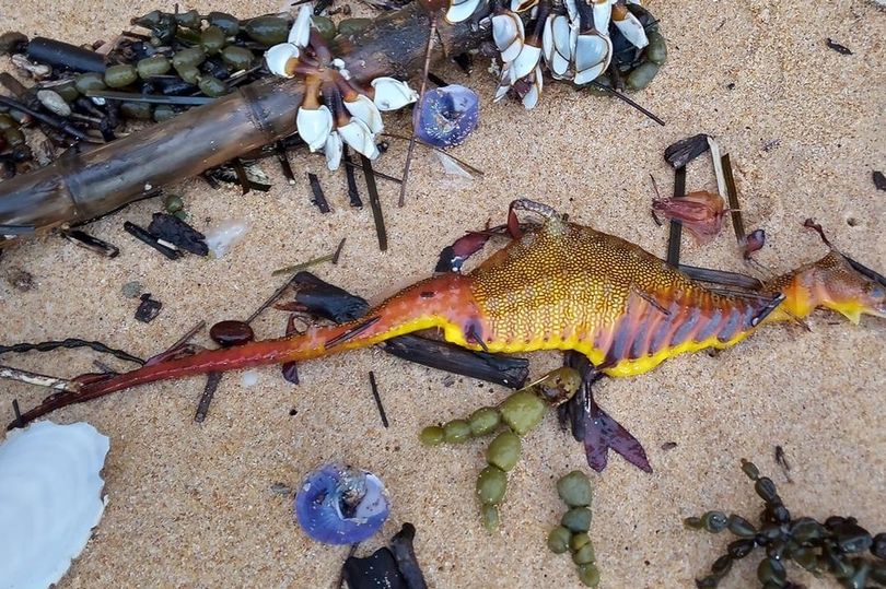 Bizarre creatures have washed ashore Australian beaches after ‘shocking’ record rainfall