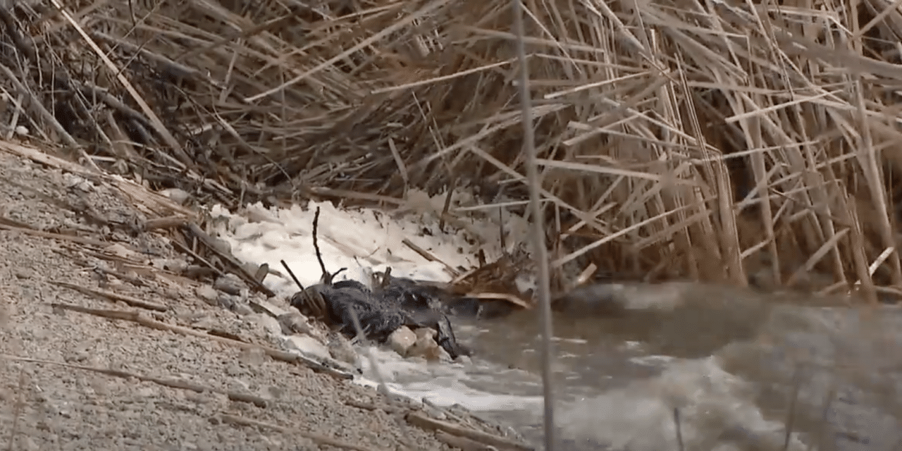 Over 200 birds found dead at Barrington lake amid avian flu outbreak, Wildlife experts call it “Extremely Alarming”