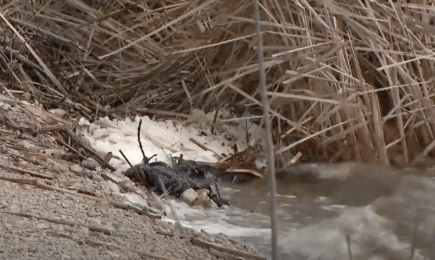 Over 200 birds found dead at Barrington lake amid avian flu outbreak, Wildlife experts call it “Extremely Alarming”