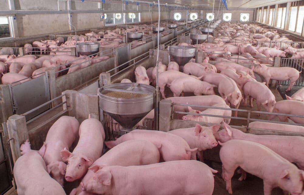 DEVELOPING: Japanese encephalitis outbreak in Australia detected in dozens of pig farms, pork supply set to plunge, Never seen this far south