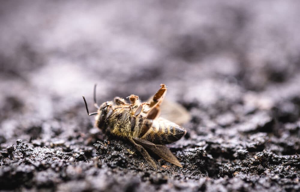 New research warns that parts of the world are facing an “Insect Apocalypse’
