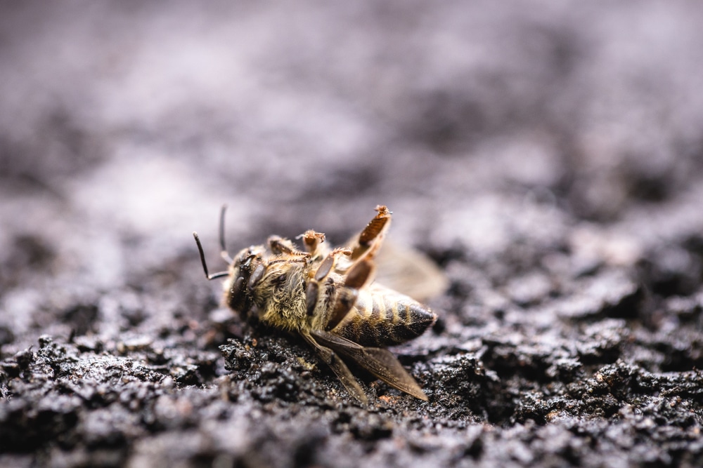 New research warns that parts of the world are facing an "Insect Apocalypse'