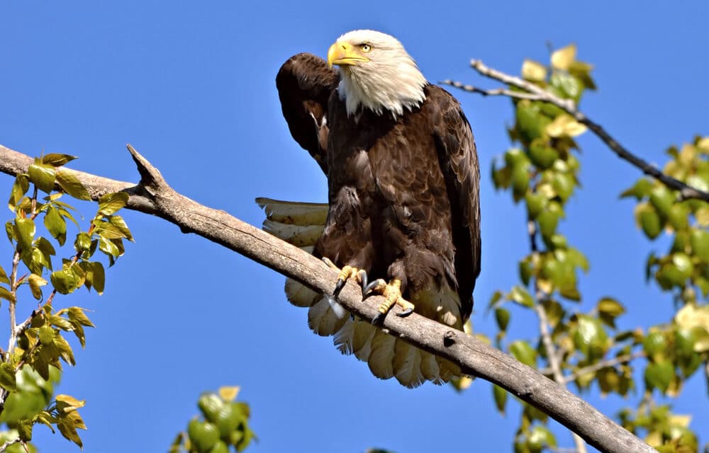 UPDATE: Deadly bird flu has now spread to more than 30 states and killing bald eagles
