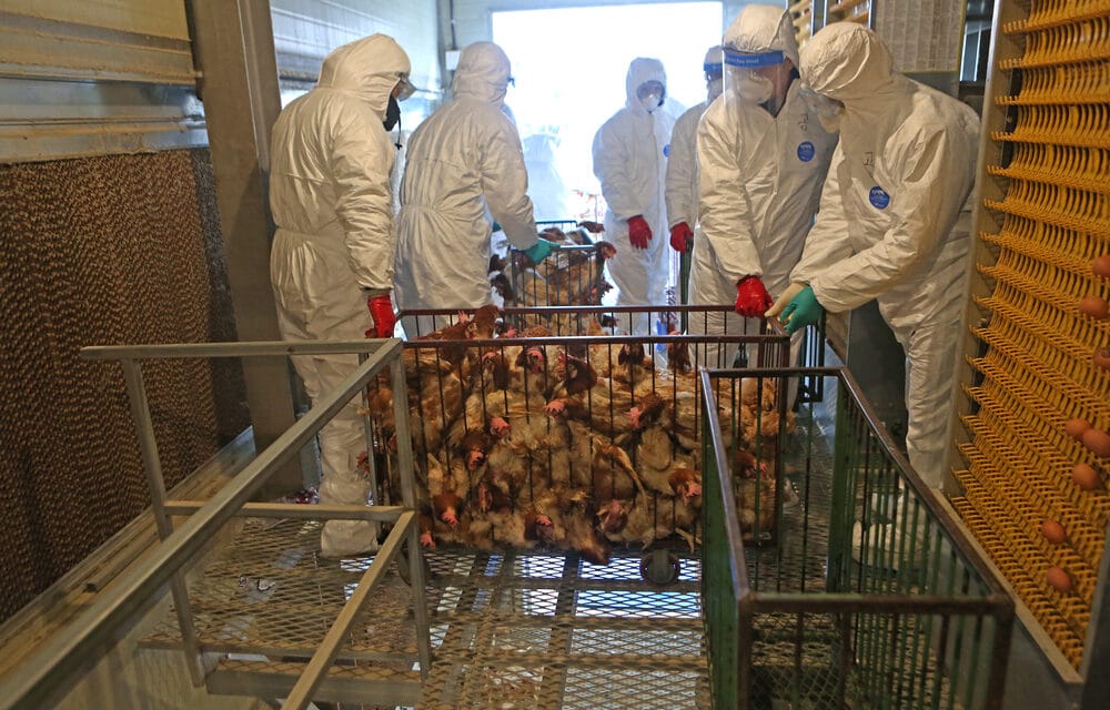 Avian flu has now spread to 27 states, sharply driving up egg prices