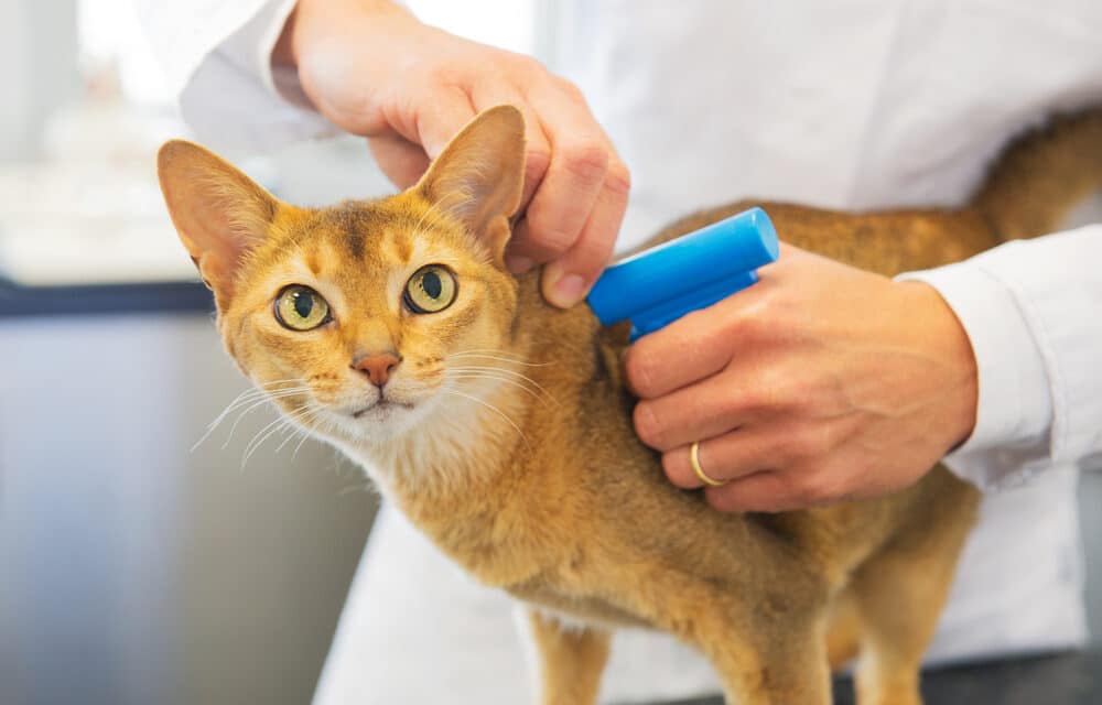 Microchip implants will soon be mandatory in pet dogs and cats in Japan