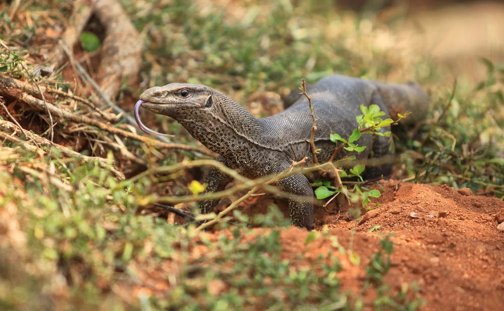 Four men have been arrested for ‘gang raping’ a bengal monitor lizard