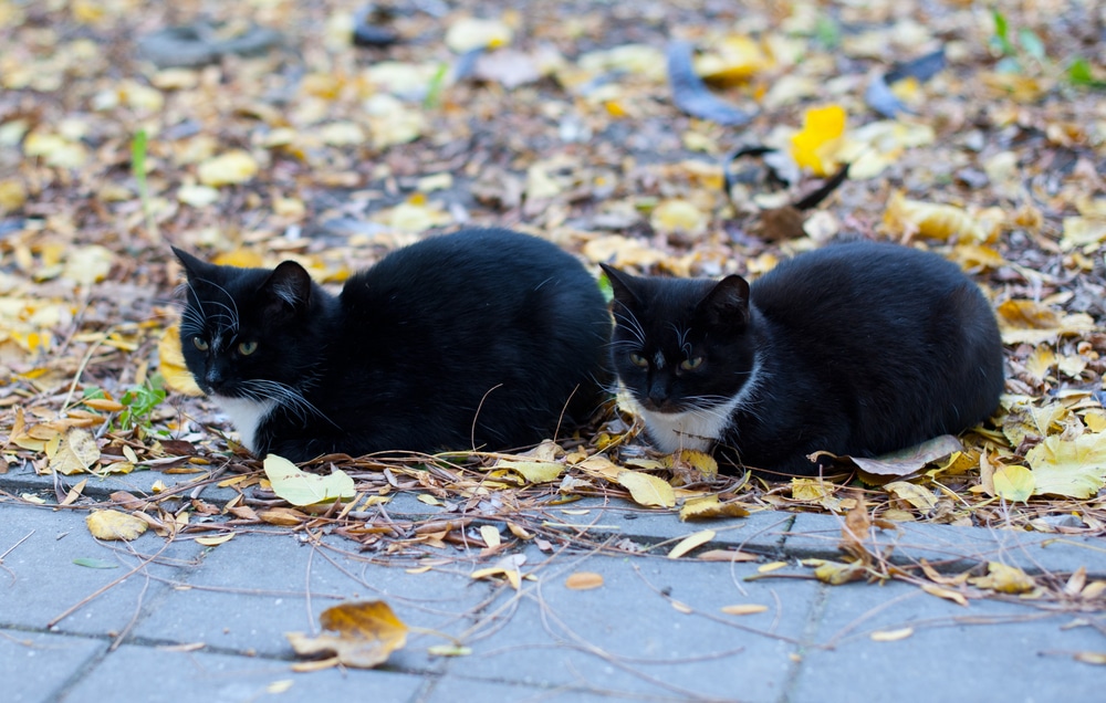 Growing number of people are choosing to have their pets cloned