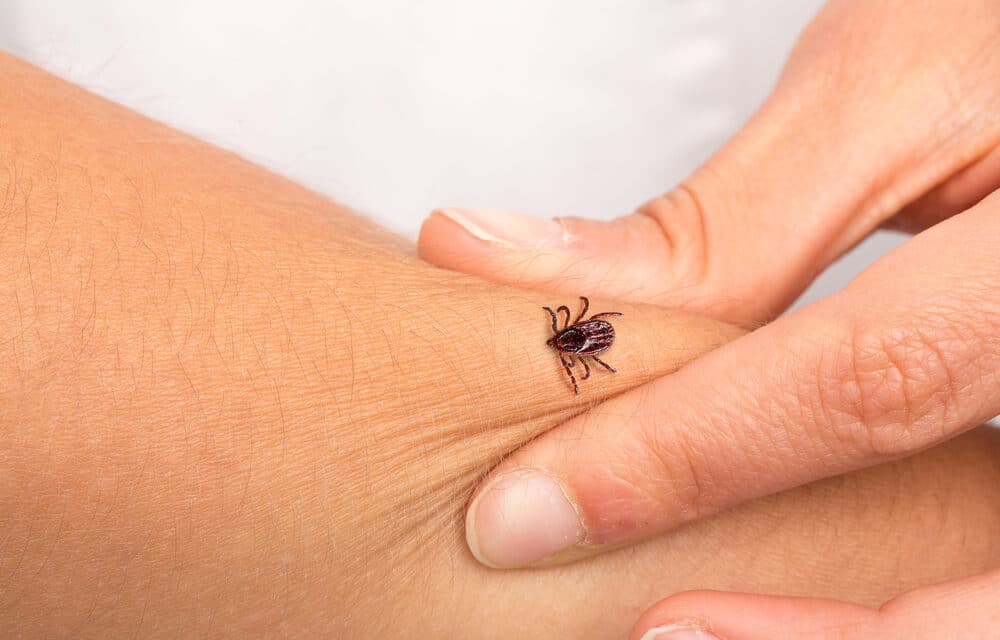 Tick bites have made tens of thousands of people allergic to meat, and experts say cases are on the rise