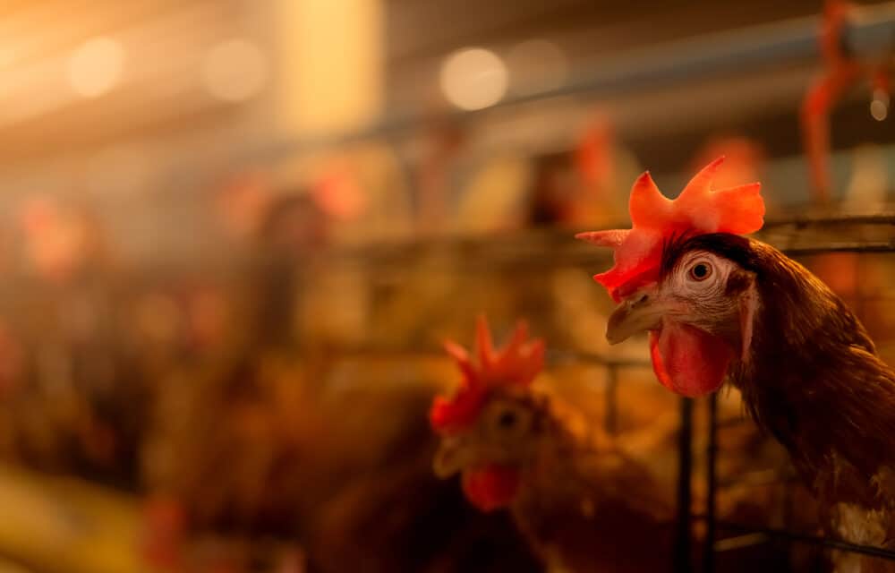 Bird flu outbreak nears worst outbreak ever seen in America with 37 MILLION dead