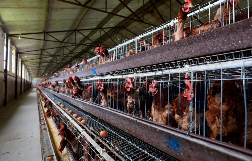UPDATE: Bird Flu forces organic chickens into lockdown from Pennsylvania to France