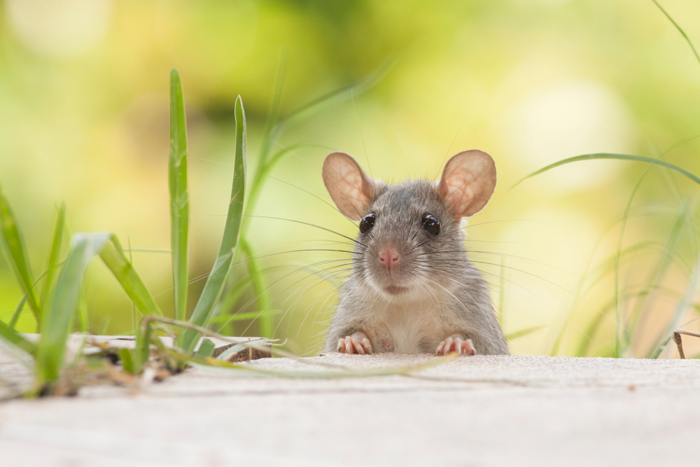 Scientists able to reverse aging in mice, Humans are the next goal