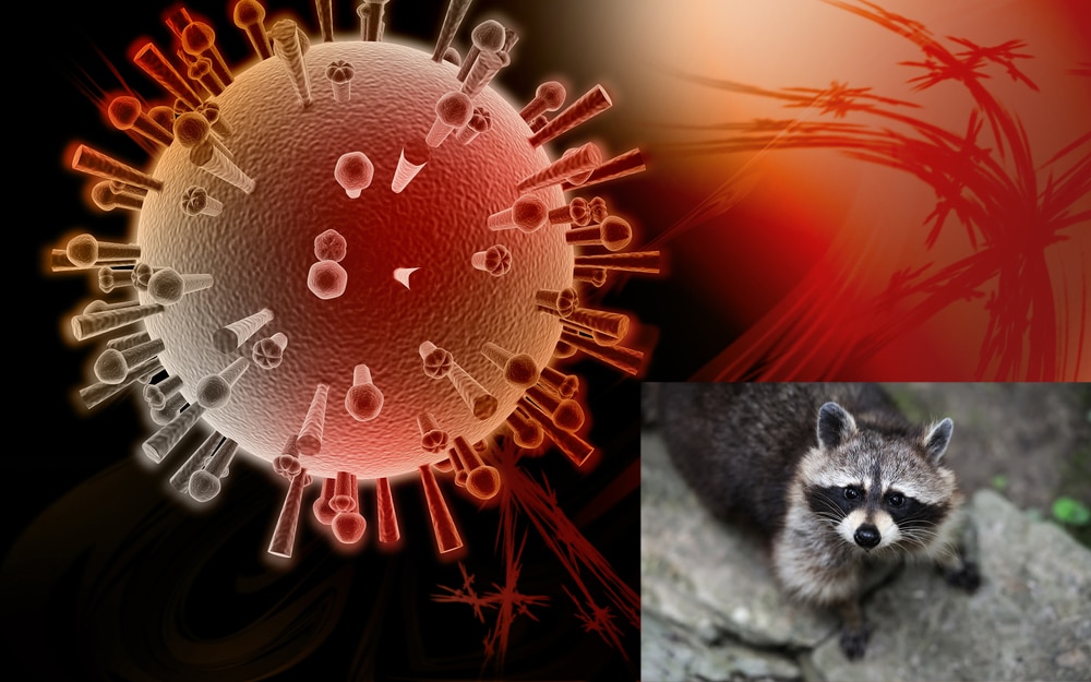 Avian flu has just killed baby raccoons in Washington state park, A first in North America