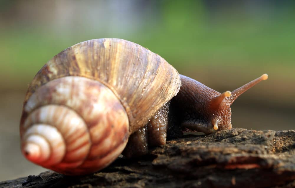 Giant African snail sighting forces Florida county into quarantine