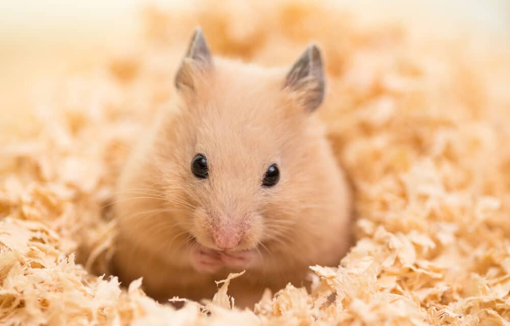 Scientists create super-vicious hamsters in a lab after gene editing experiment goes wrong