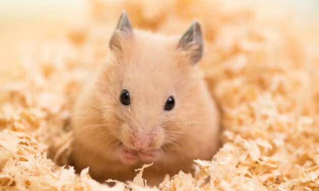 Scientists create super-vicious hamsters in a lab after gene editing experiment goes wrong