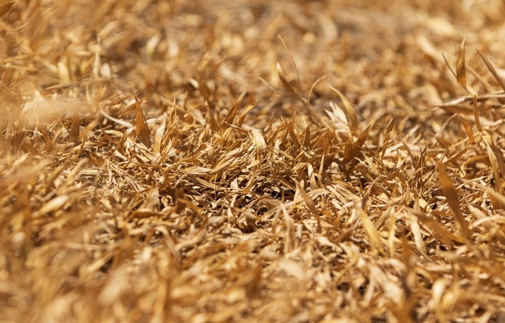 First it was cattle dropping dead and now wheat crops in Kansas are failing on a massive scale