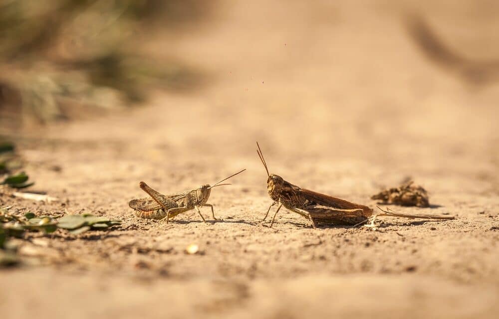 Western US experiencing explosion of Mormon crickets and grasshoppers of “Biblical Proportions”