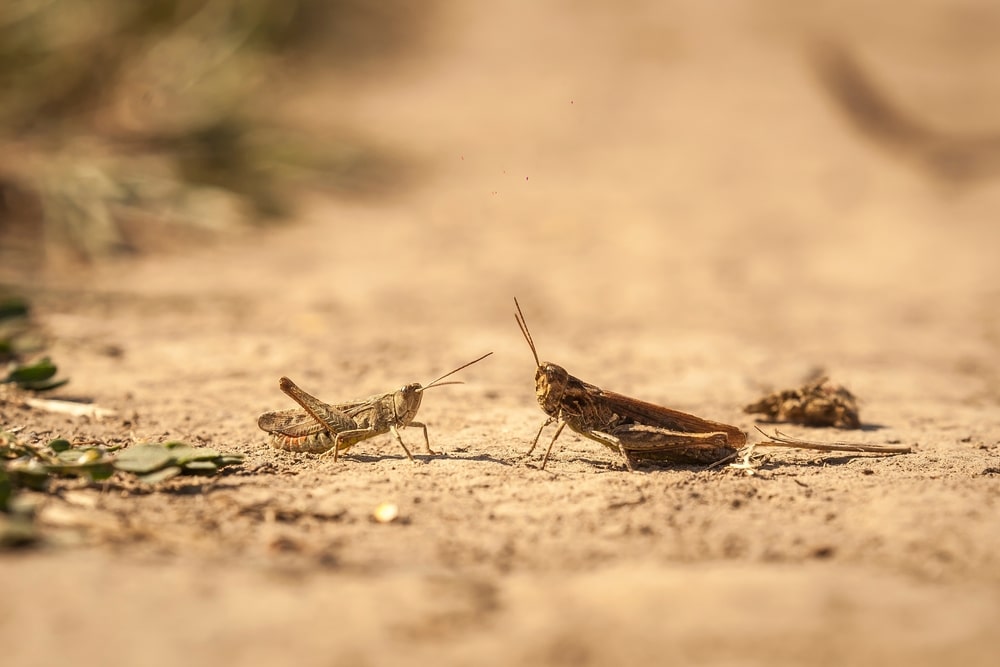 Western US experiencing explosion of Mormon crickets and grasshoppers of “Biblical Proportions”